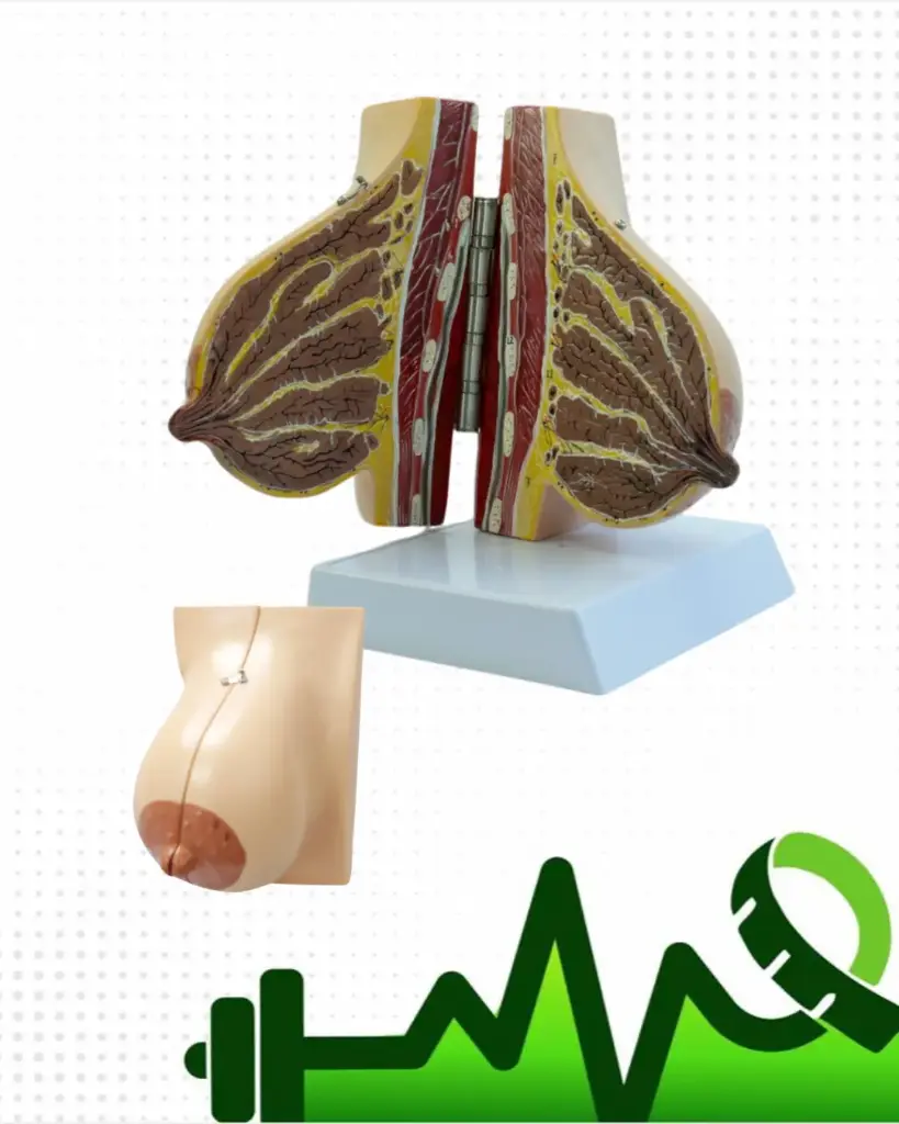 Modelo Seno Transversal