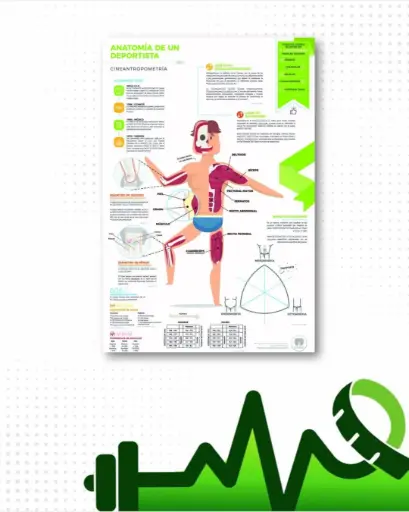 [PAD] Póster antropometría del deportista